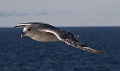 Crossing the Davis Strait